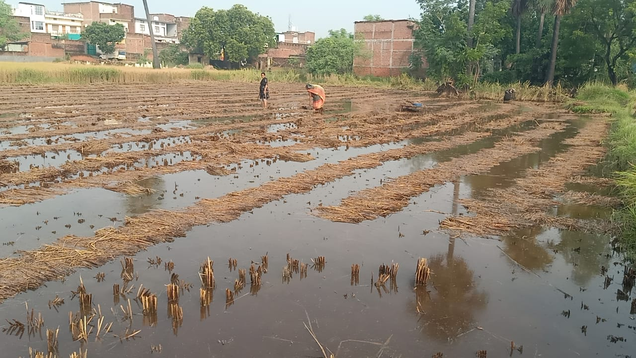 लगातार तीन दिनों से हो रही मूसलाधार बारिश ने किसानों की कमर तोड़ दी है।
